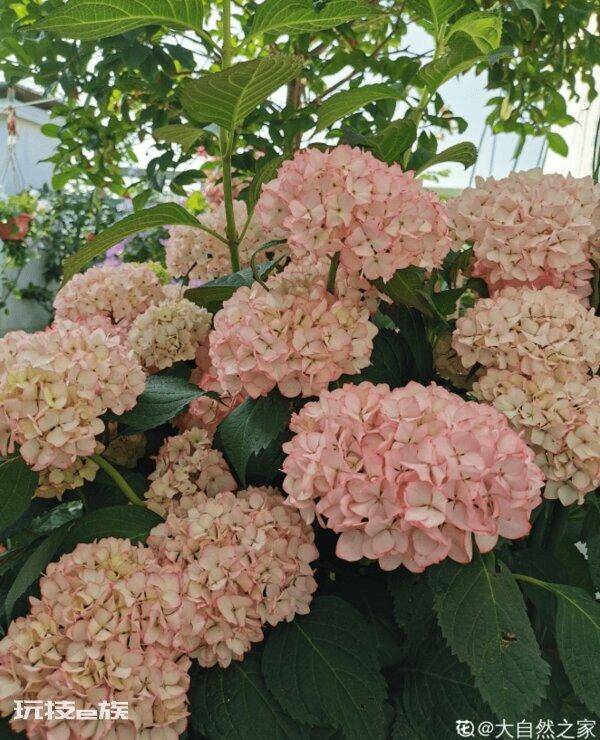 绣球只长叶子不开花是什么原因(绣球不开花到底怎么回事)-图片9
